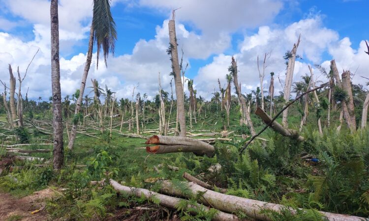 The Siargao Island Protected Landscape and Seascape three months after Typhoon Odette.